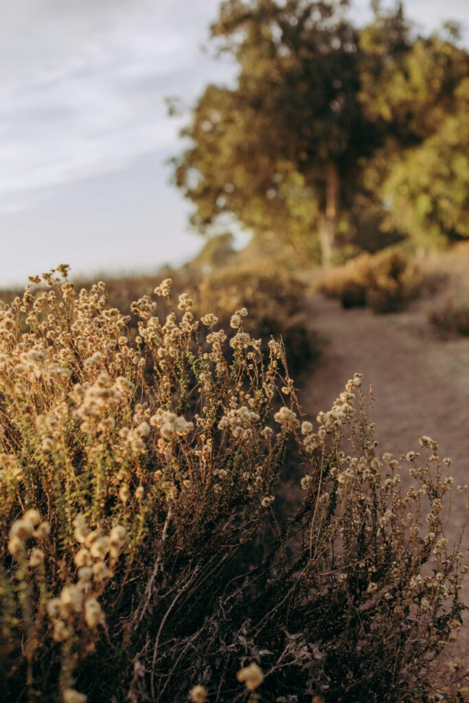 Desert path symbolizing spiritual agility and trust in God through life’s obstacles